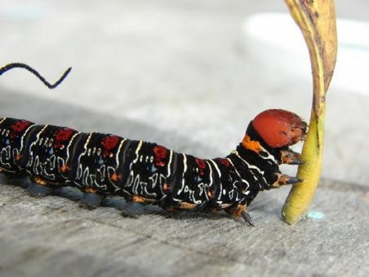Orugas que pican - YuBrain