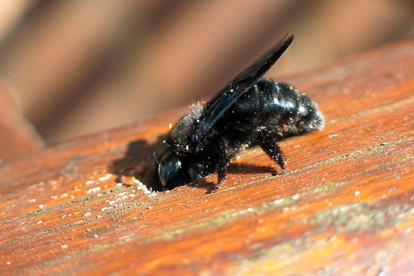 Las abejas carpinteras y cómo controlarlas - YuBrain