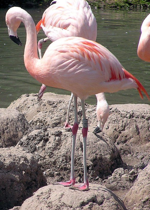 Nidos monticulares de los flamencos chilenos.