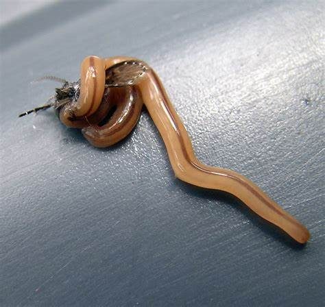 Un gusano cabeza de martillo alimentándose de un insecto.