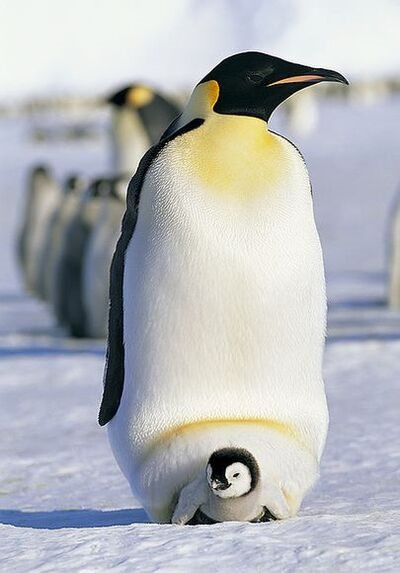 El pingüino emperador lleva su huevo y su pichón en un pliegue de la piel, sobre sus patas.