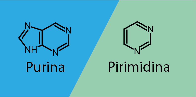 Diferencias entre purinas y pirimidinas