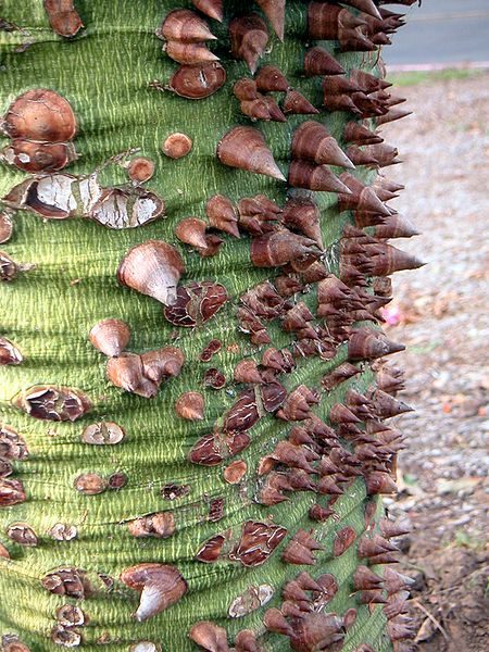 Tronco de palo borracho.
