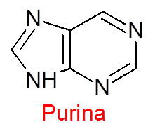Estructura básica de las purinas