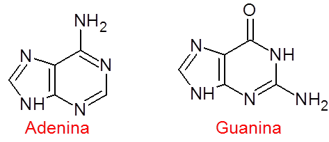 Ejemplos de dos purinas naturales