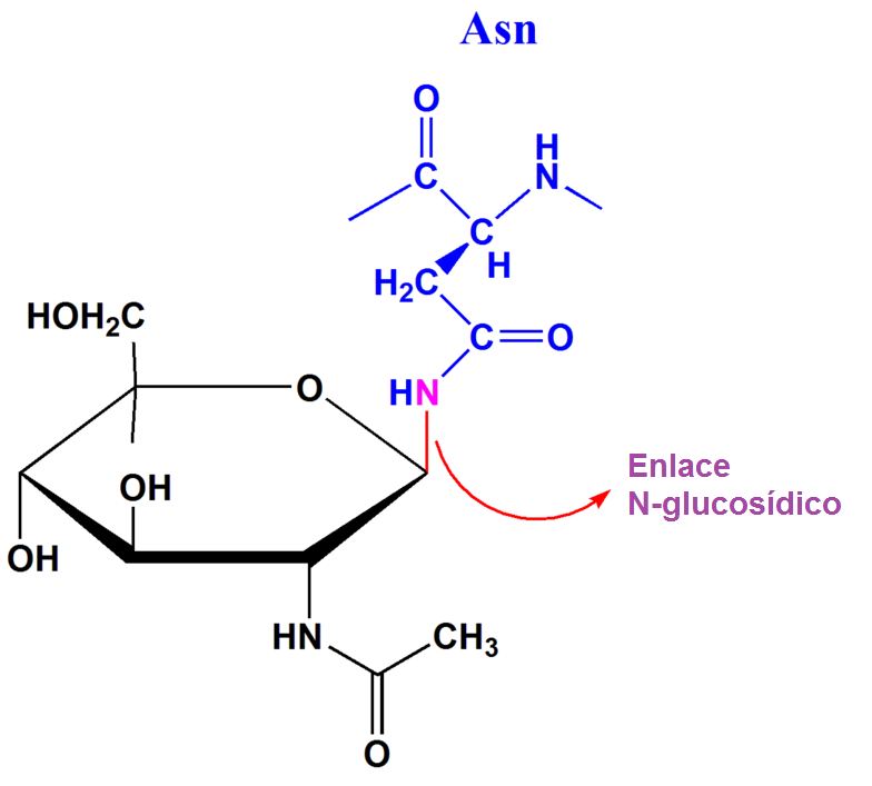 Enlaces N-glucosídicos