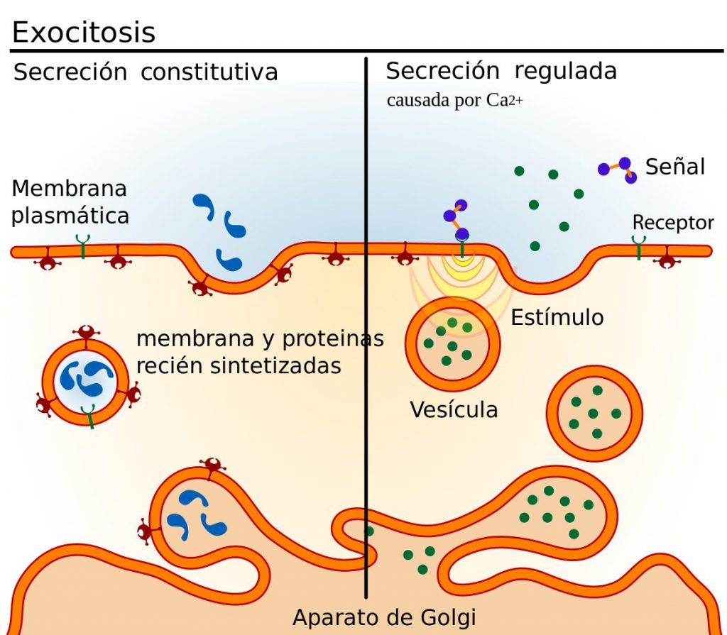 Pasos de la exocitosis