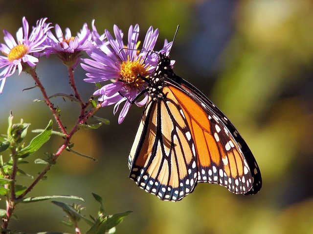 El ciclo de vida de las mariposas y polillas