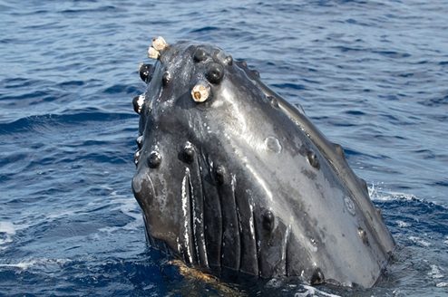 pelos de las ballenas, barbas de las ballenas