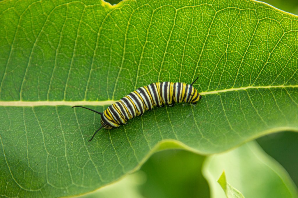El ciclo de vida de las mariposas y polillas
