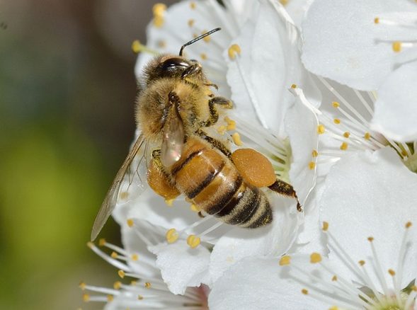Apis mellifera.