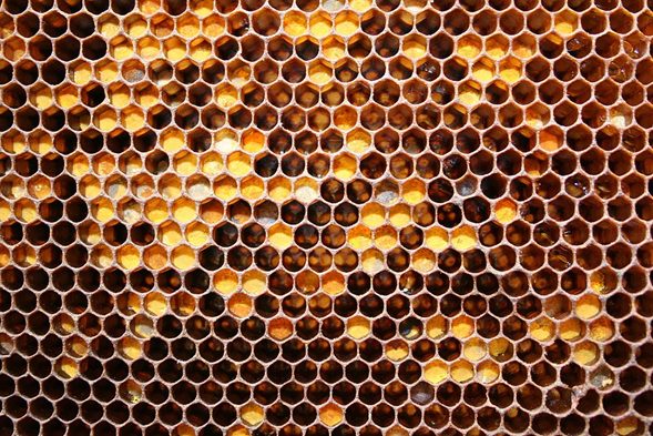 Pan de abeja; las celdas amarillas del panal.