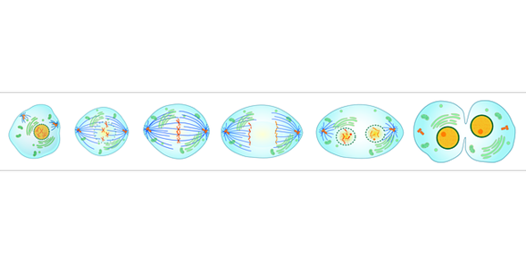 Etapas de la mitosis: profase, prometafase, metafase, anafase y telofase. En el último paso se divide el citoplasma en la etapa denominada citocinesis.