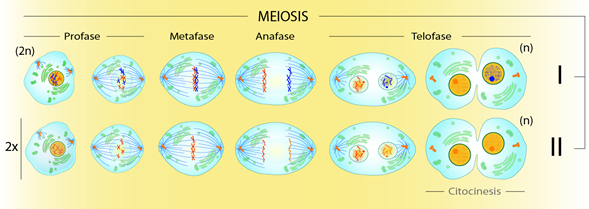 Meiosis. Meiosis I o etapa reductiva; las células hijas tienen la mitad de cromosomas que la célula madre. Meiosis II o etapa duplicativa; las células hijas tienen diferente material genético que las células que las originan.
