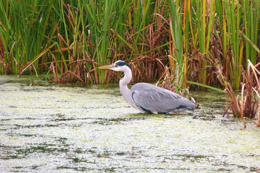 Garza en un pantano o humedal