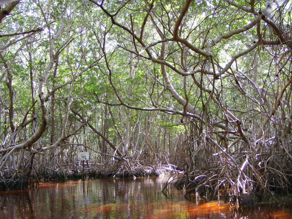 Mangles en manglar de la península de Yucatán, México