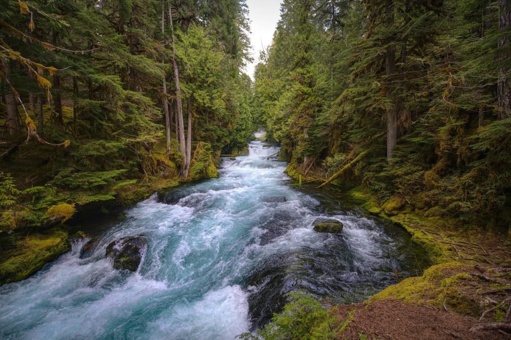 Ecosistema lótico: río