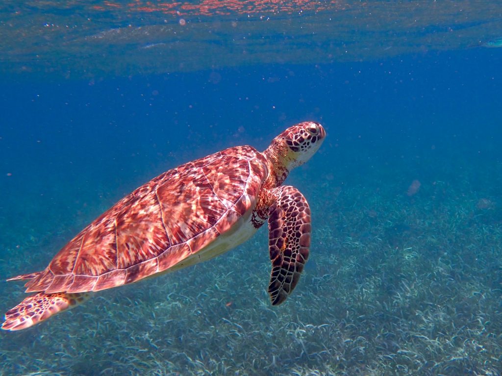 Tortuga nadando en pastos marinos australianos