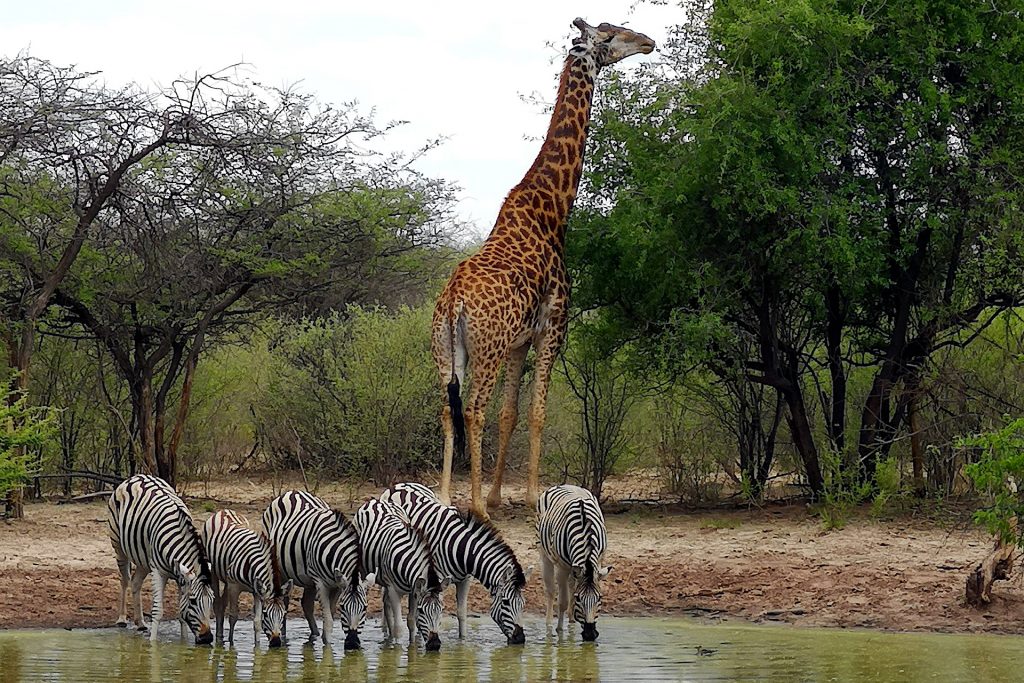 Animales típicos de la sabana africana