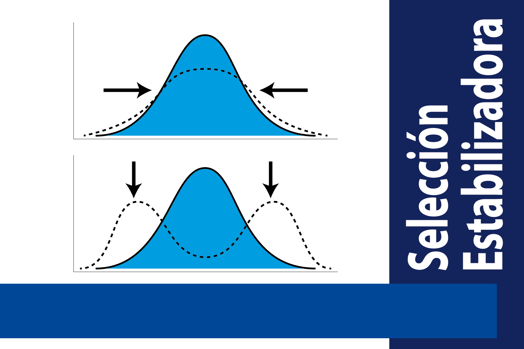 What is stabilizing selection in evolution?